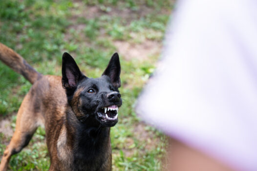 brown and black dog growling