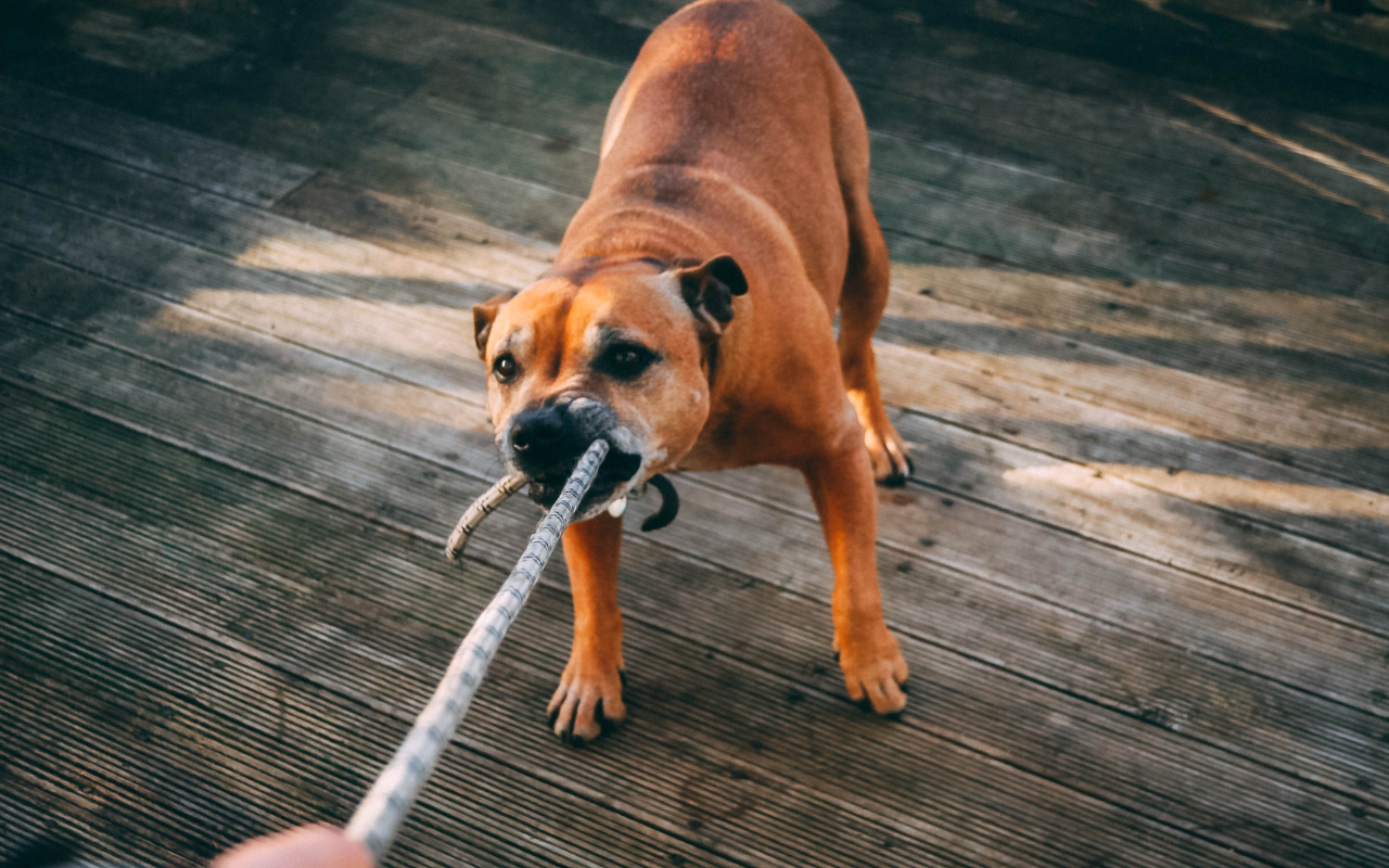 Me ha mordido un perro. ¿Qué debo hacer?