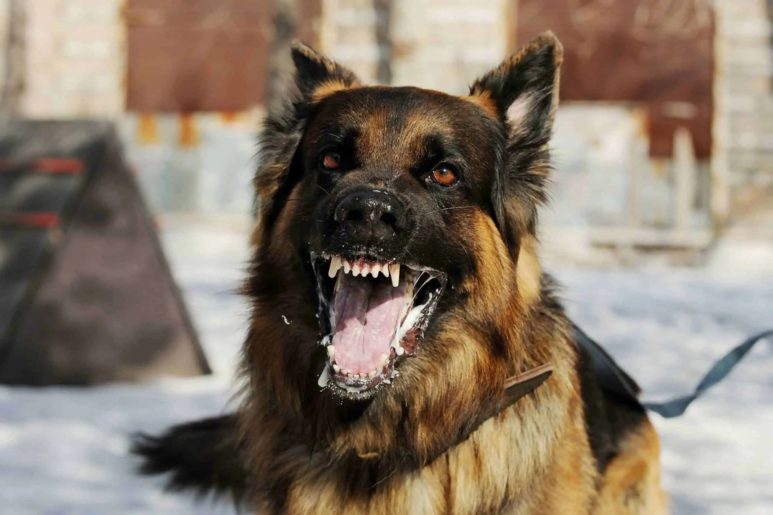 When Man's Best Friend Becomes Your Enemy: Dog Bite Law in Nevada