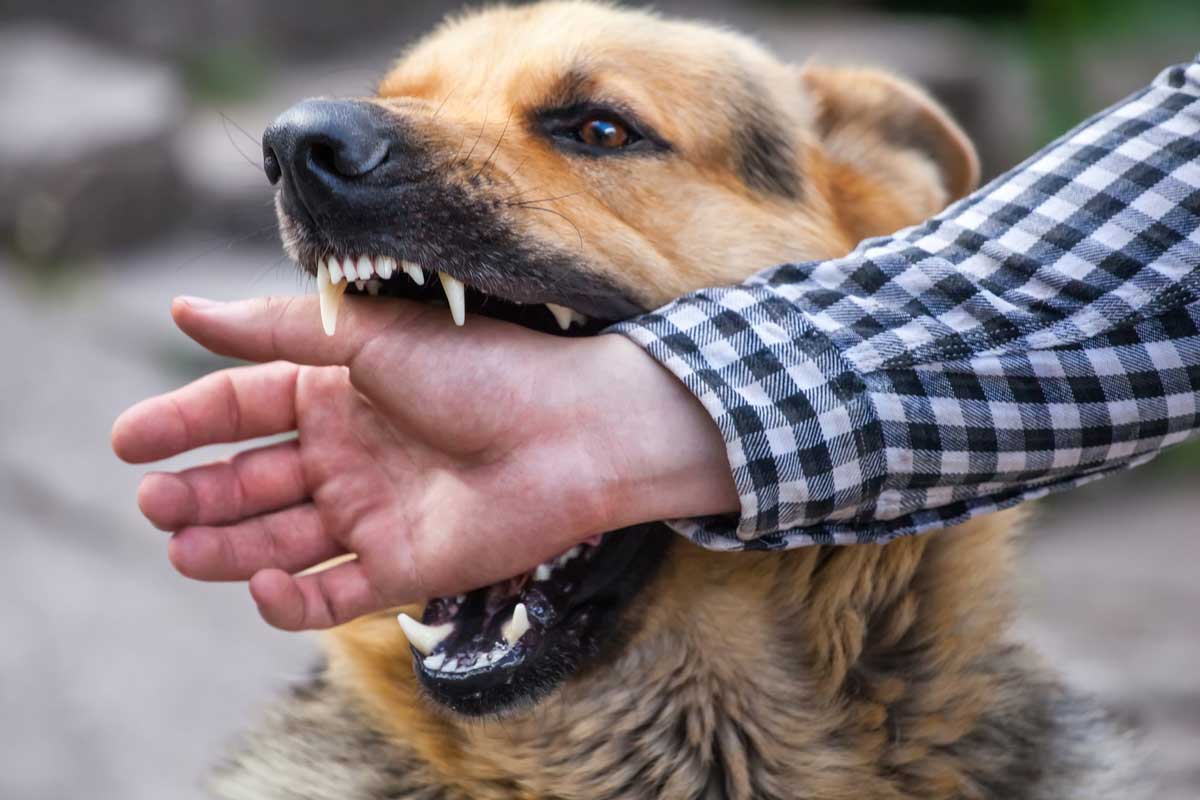 Consejos para prevenir lesiones por mordeduras de perros en Nevada