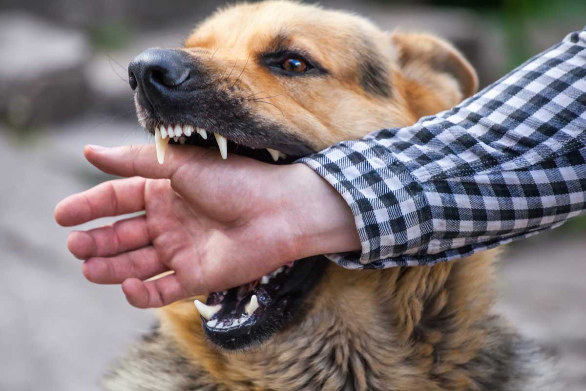 Tips for Preventing Dog Bite Injuries in Nevada