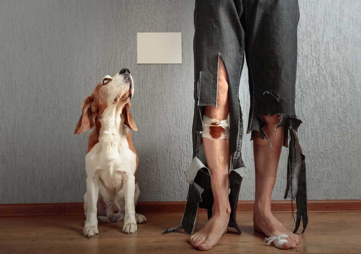 Dog Bite Injury Lawyer