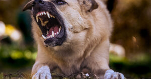 Angry Dog Barking