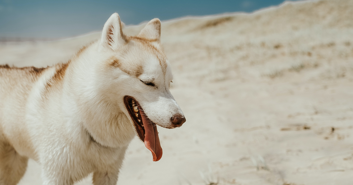 How to Prove Liability in a Las Vegas Dog Bite Case