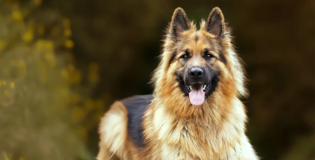 A German Shepherd with long fur stands outdoors, facing the camera with its mouth open and tongue out, against a blurred natural background.