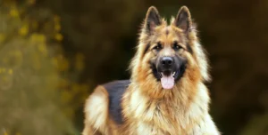 A German Shepherd with long fur stands outdoors, facing the camera with its mouth open and tongue out, against a blurred natural background.