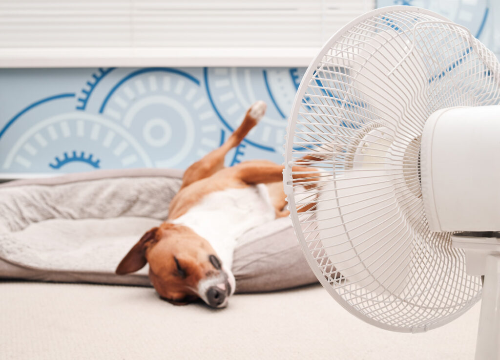 A brown and white dog lies on its back on a dog bed in front of a white fan, with a blue and white wall with gear designs in the background.